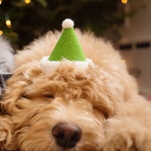 NEW ModernBeast Pet HOLIDAY HAT - Green